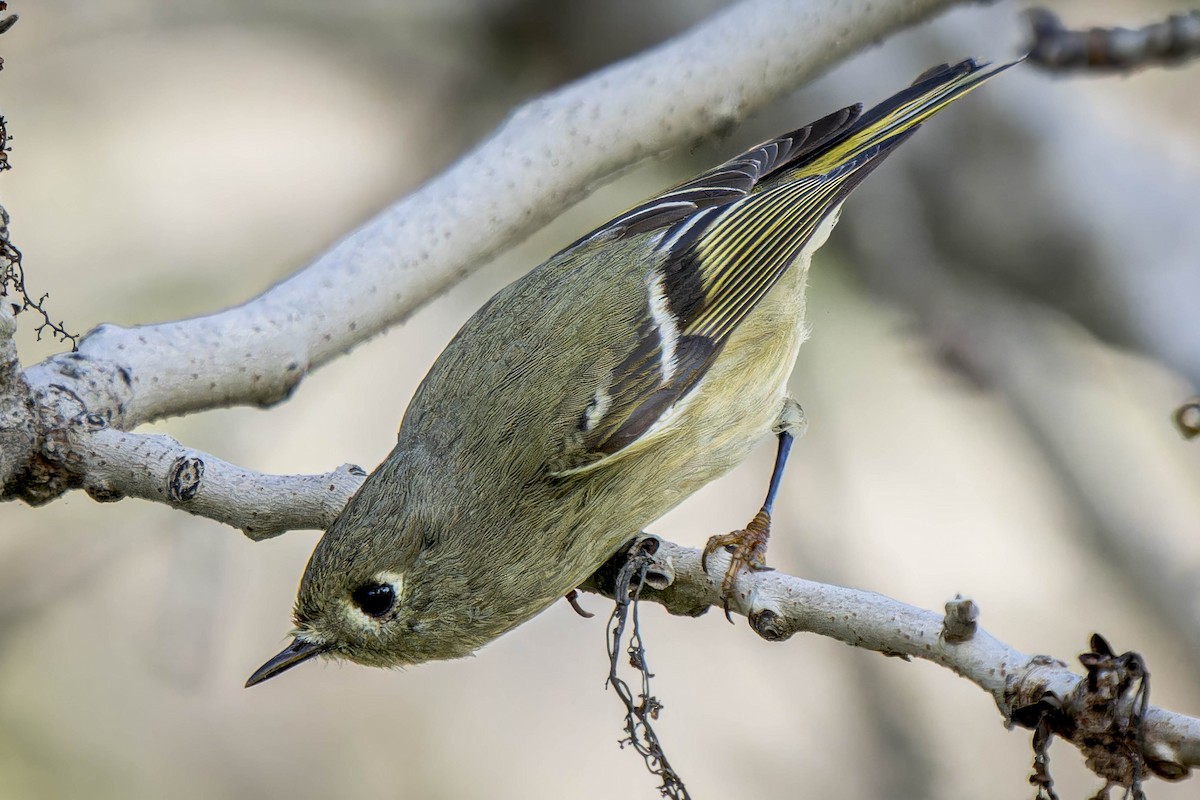 Ruby-crowned Kinglet - ML614263415