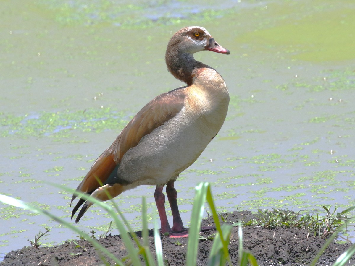 Egyptian Goose - ML614263454