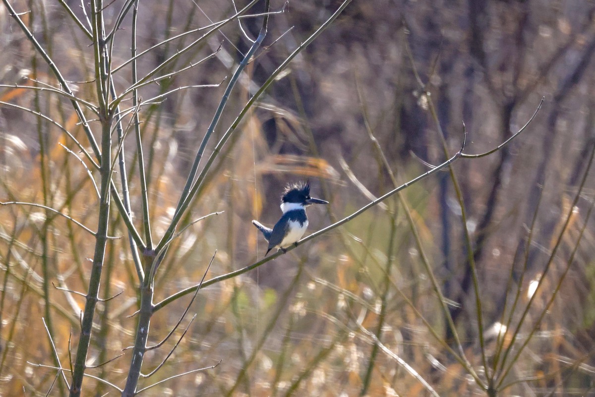 Belted Kingfisher - ML614263563
