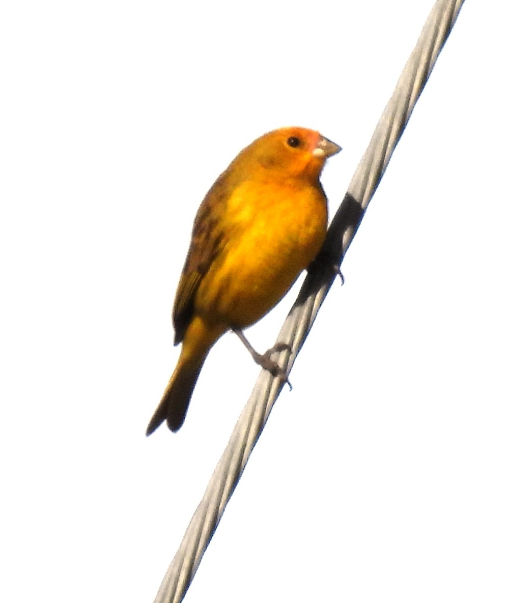 Saffron Finch - ML614263589