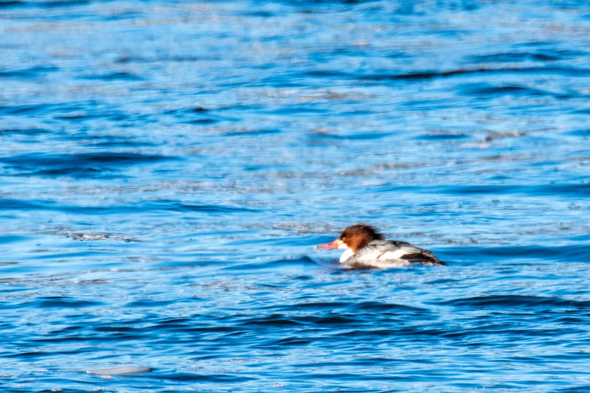 Common Merganser - ML614263592