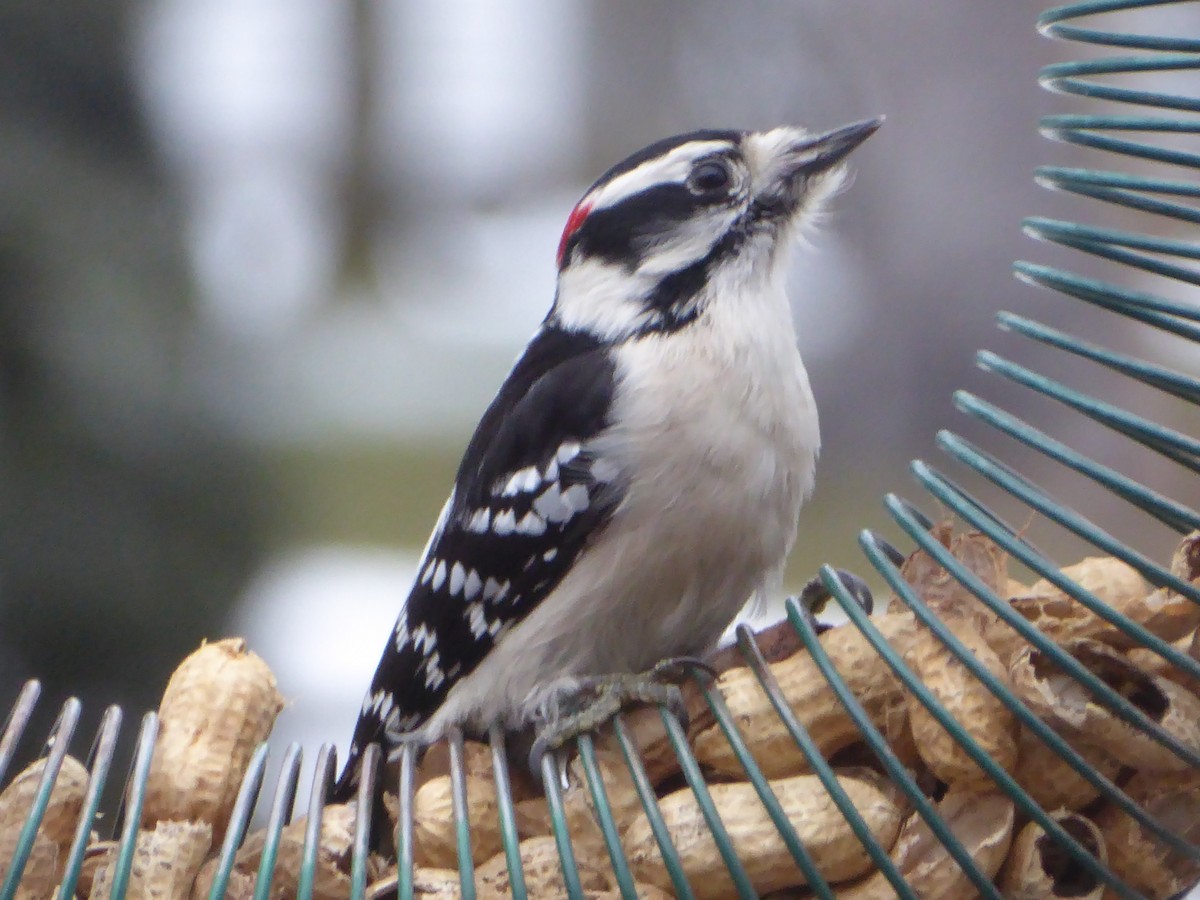 Downy Woodpecker - Bill Liebl