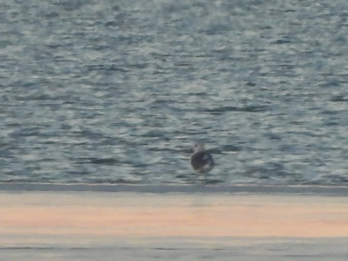 Lesser Black-backed Gull - ML614263672