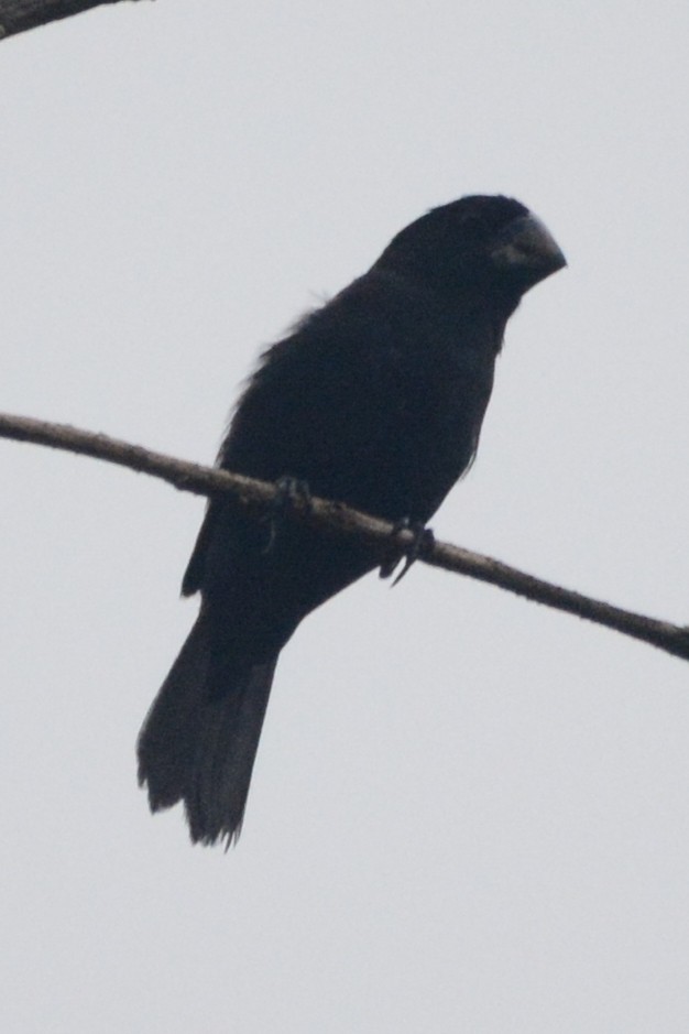 Black-billed Seed-Finch - ML614263711