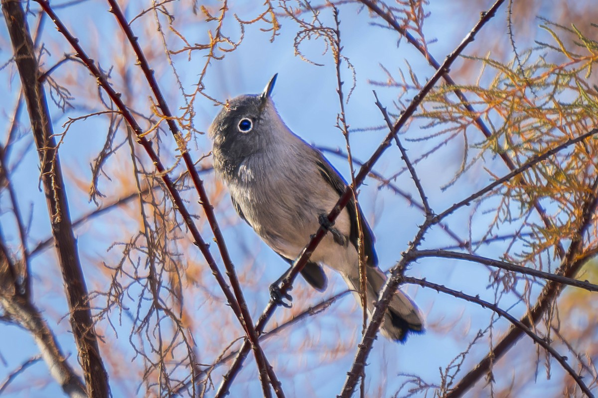 Blue-gray Gnatcatcher - Gordon Norman