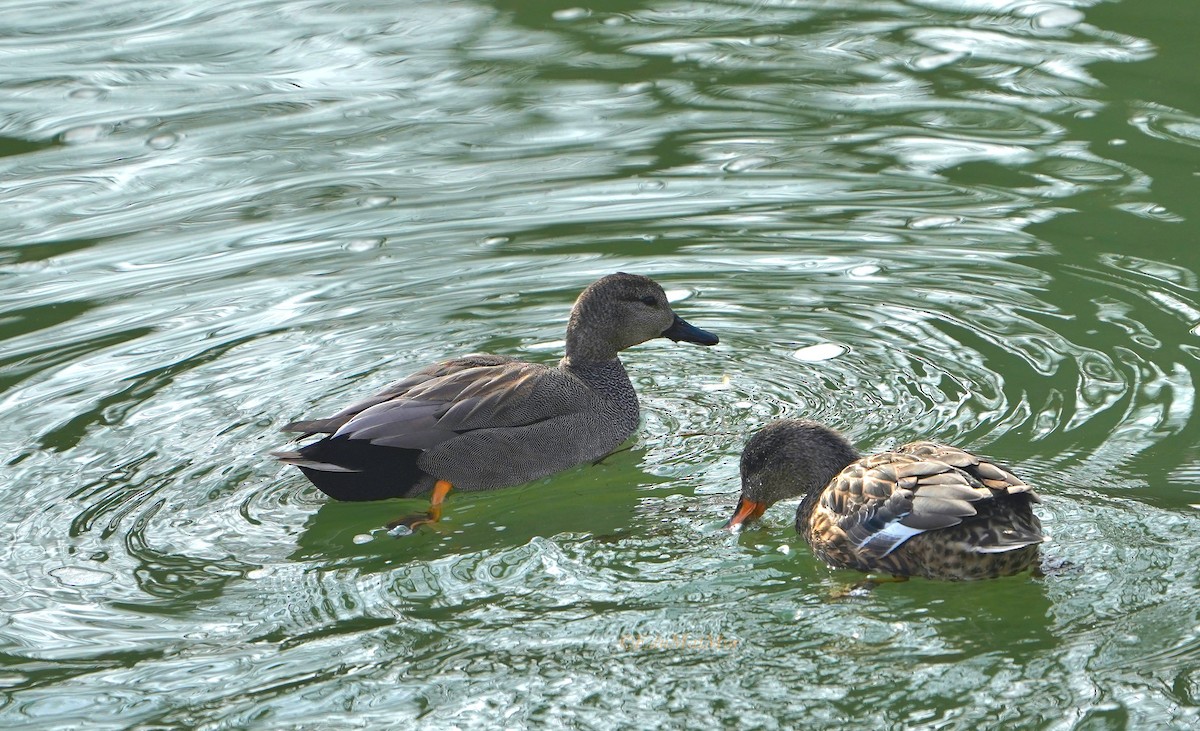 Gadwall - ML614263816