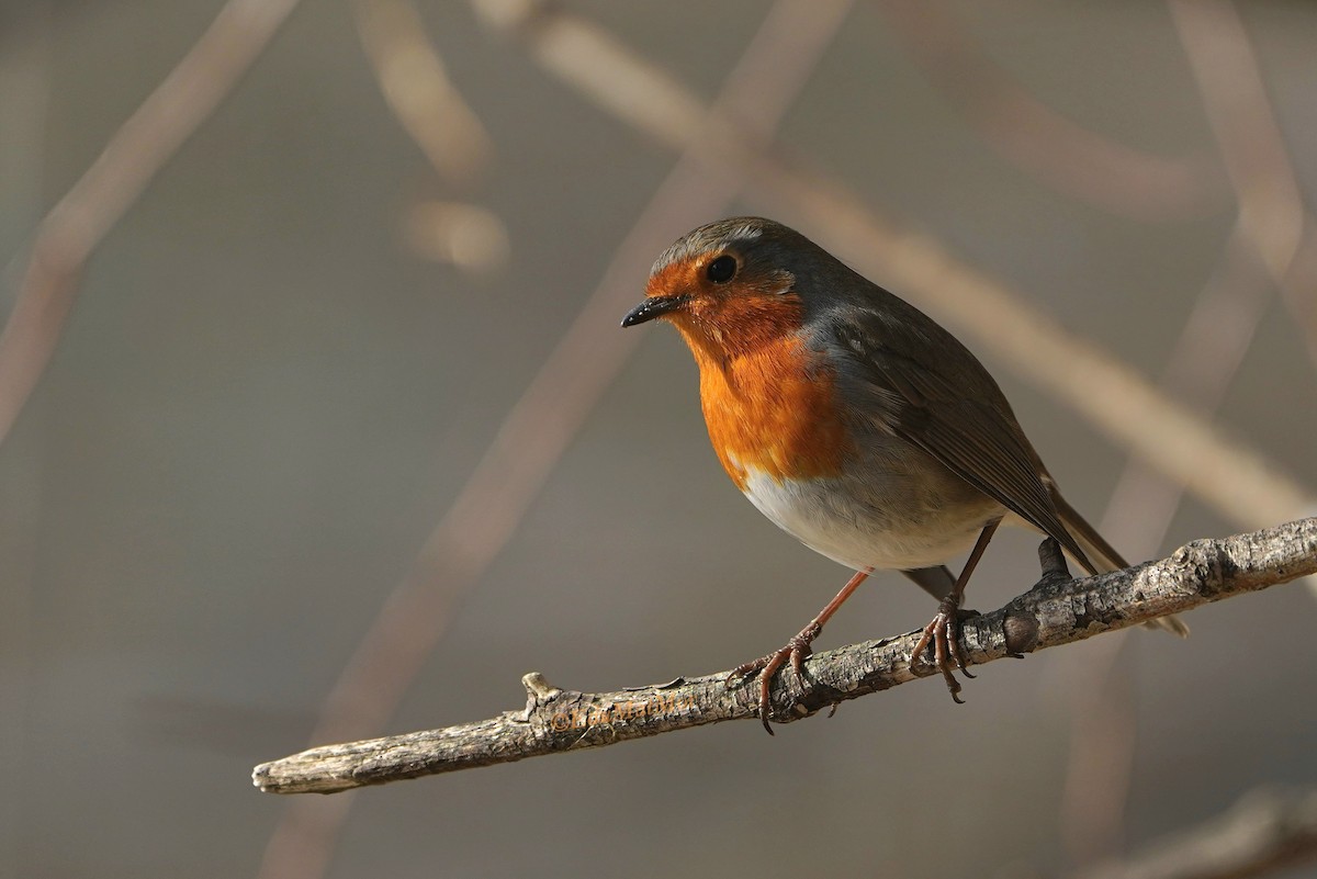 European Robin - ML614263841