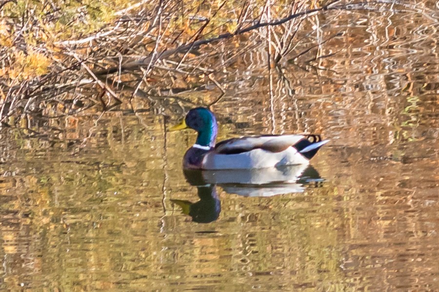 Canard colvert - ML614263897