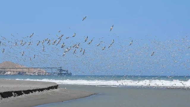 Franklin's Gull - ML614263899