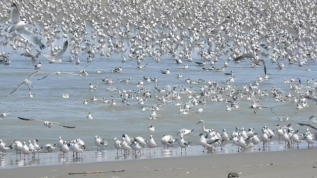 Franklin's Gull - ML614263912