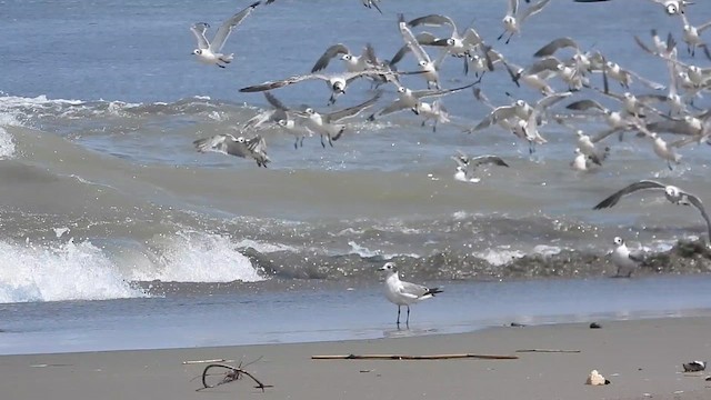 Mouette de Franklin - ML614263913