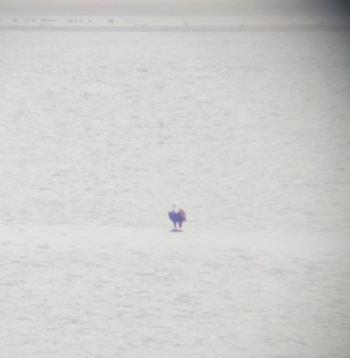 Bald Eagle - ML614263958
