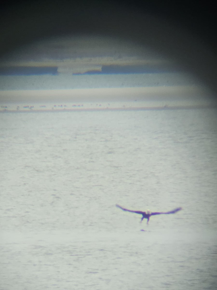 Bald Eagle - ML614263959