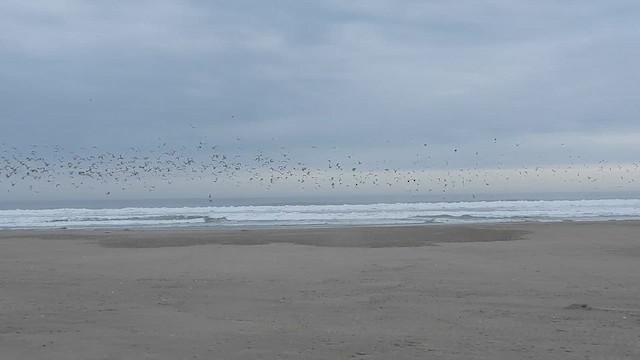 Franklin's Gull - ML614264016