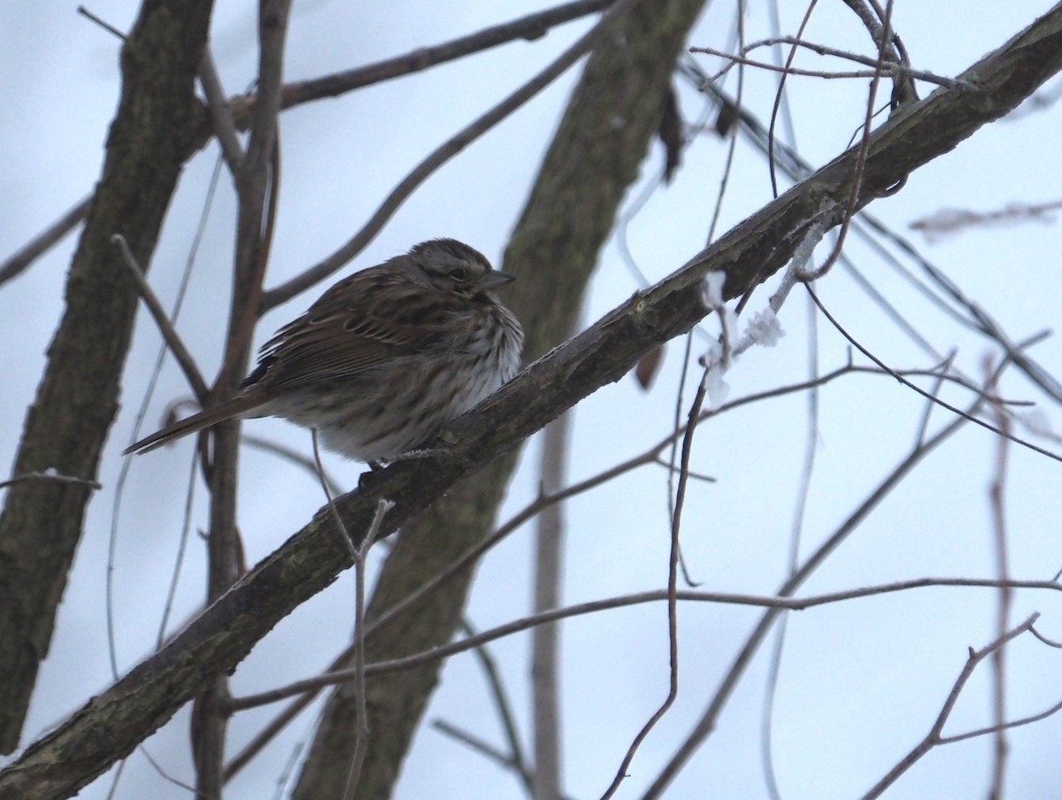 Song Sparrow (melodia/atlantica) - ML614264027