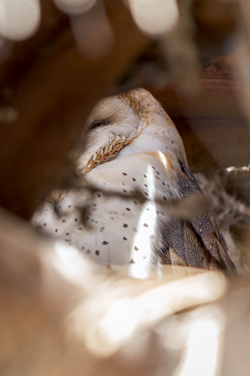 Barn Owl - ML614264116