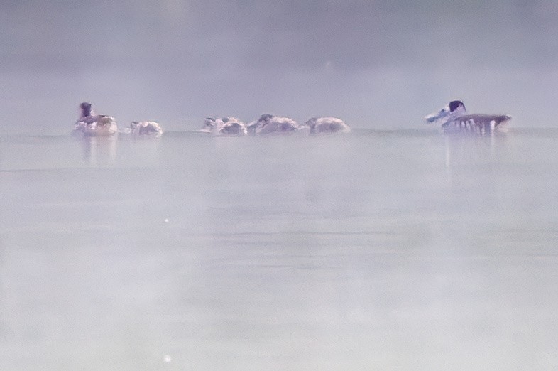 Pink-eared Duck - ML614264148