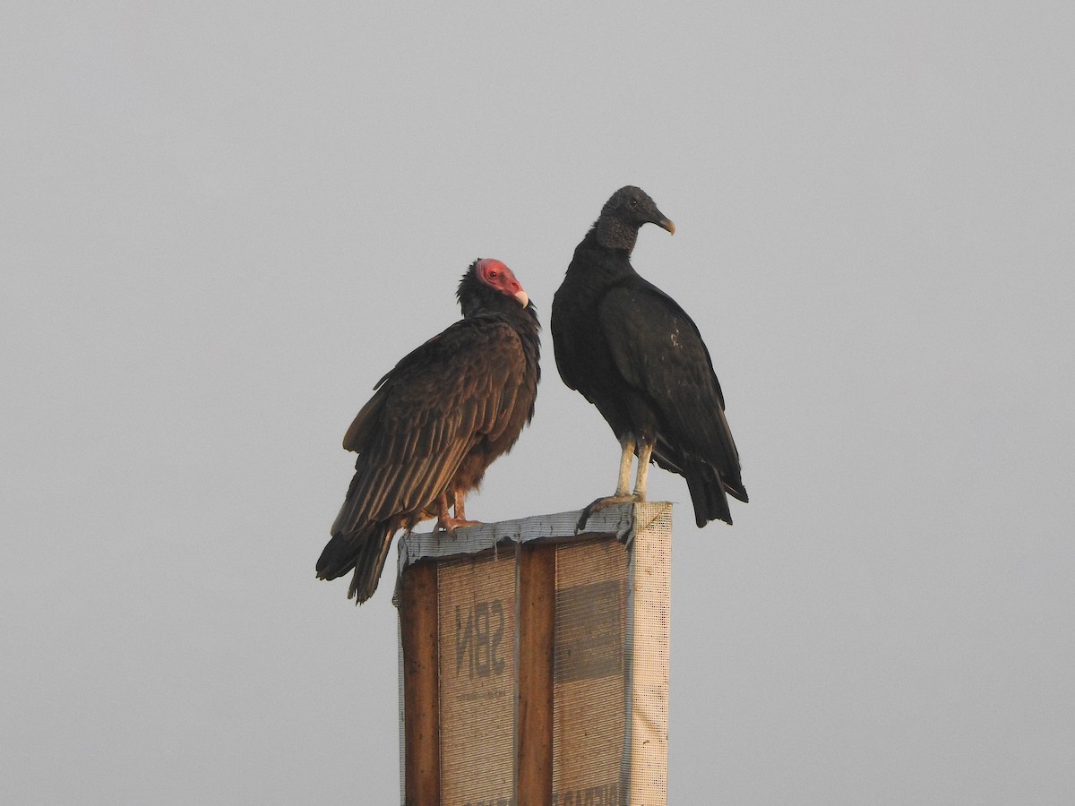 Turkey Vulture - Renato Huayanca M. - CORBIDI