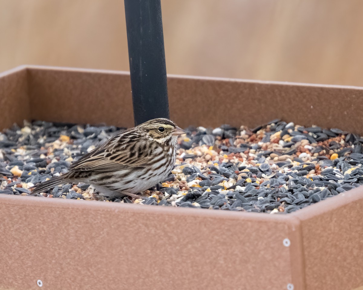 Savannah Sparrow - ML614264193