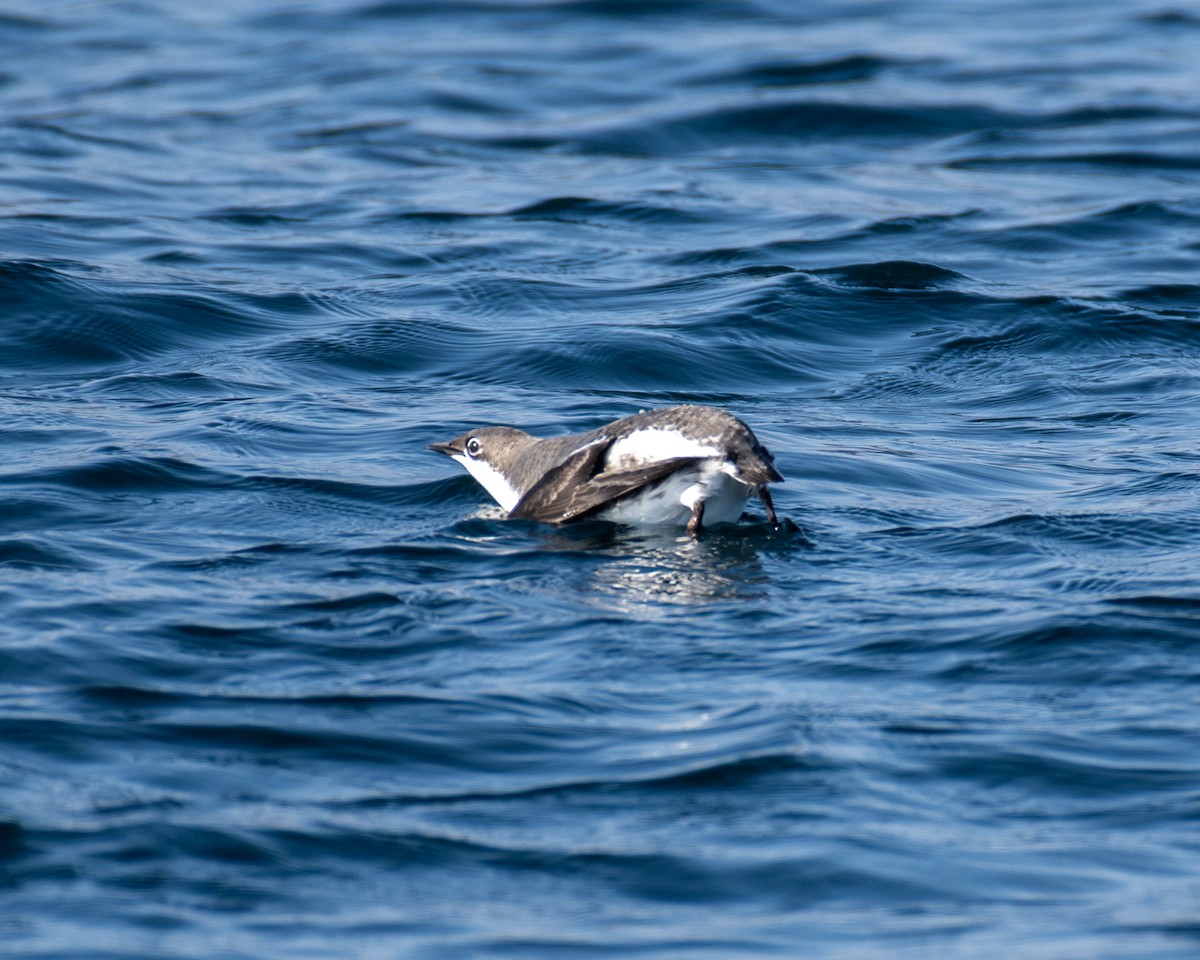 Long-billed Murrelet - ML614264223