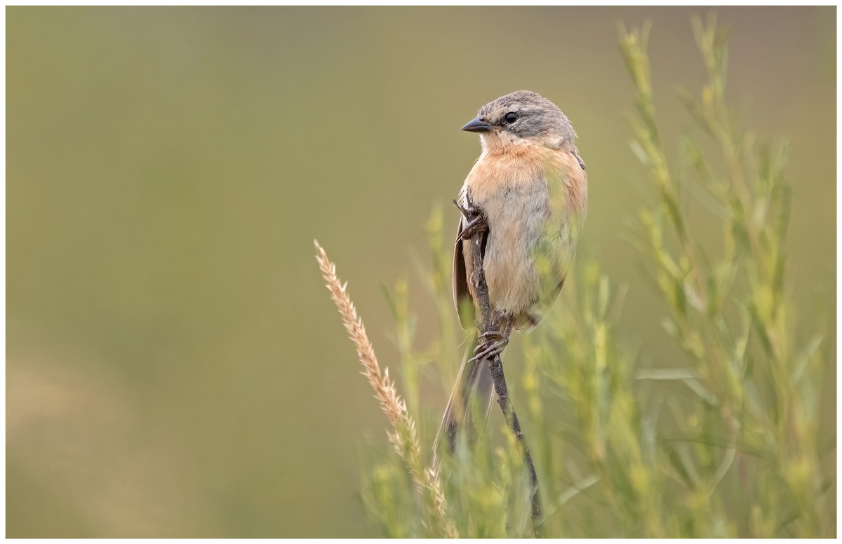 Long-tailed Reed Finch - ML614264231