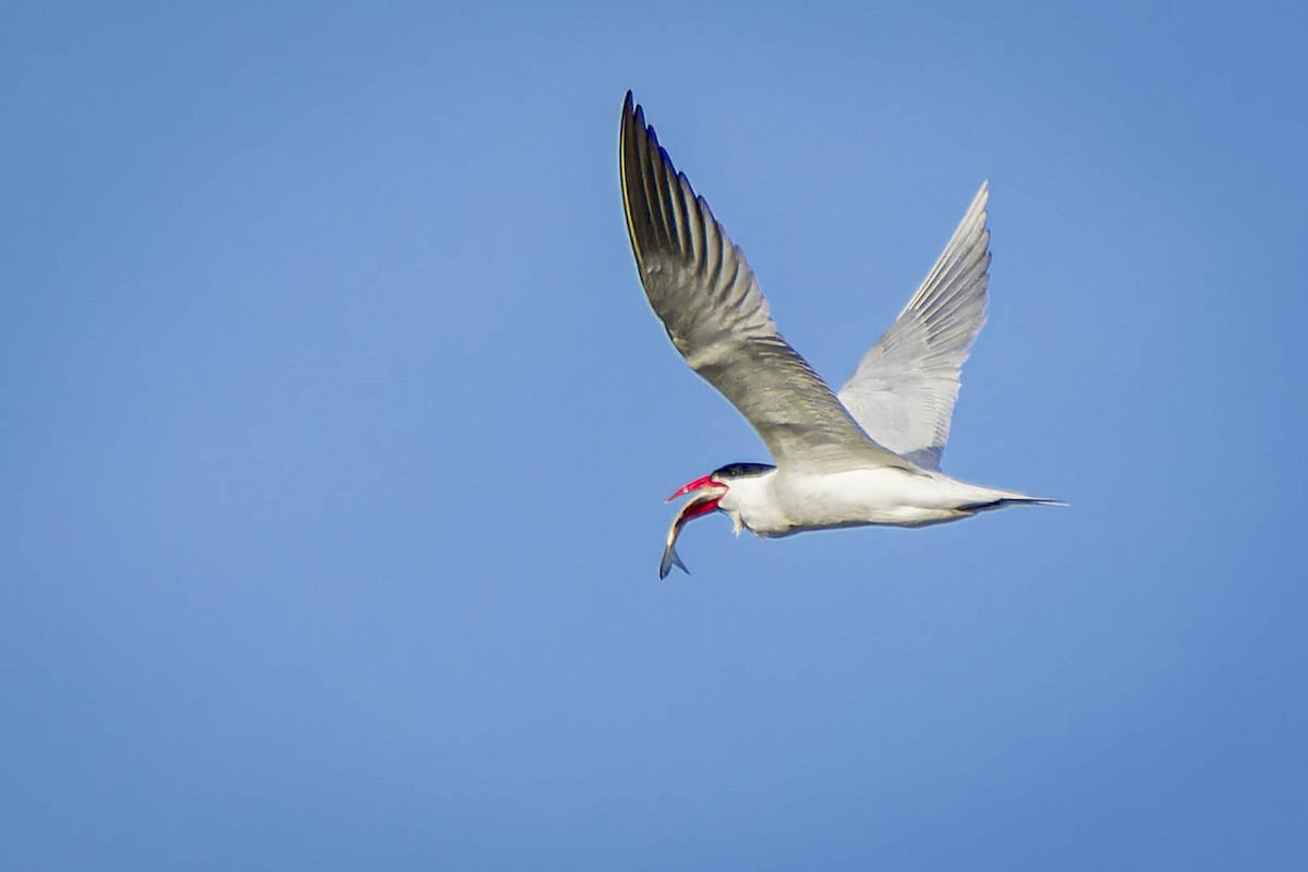 Caspian Tern - ML614264280