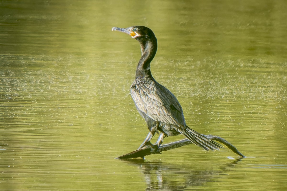 Cormorán Biguá - ML614264295