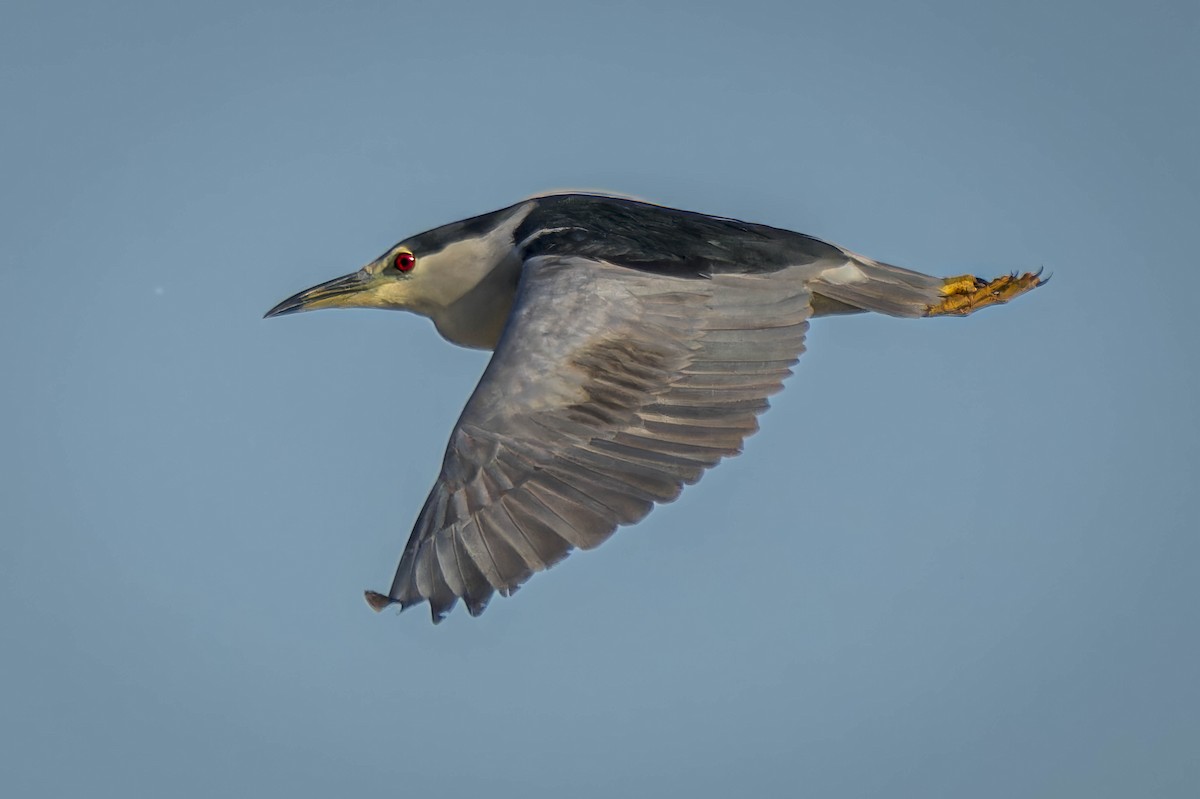 Black-crowned Night Heron - ML614264303