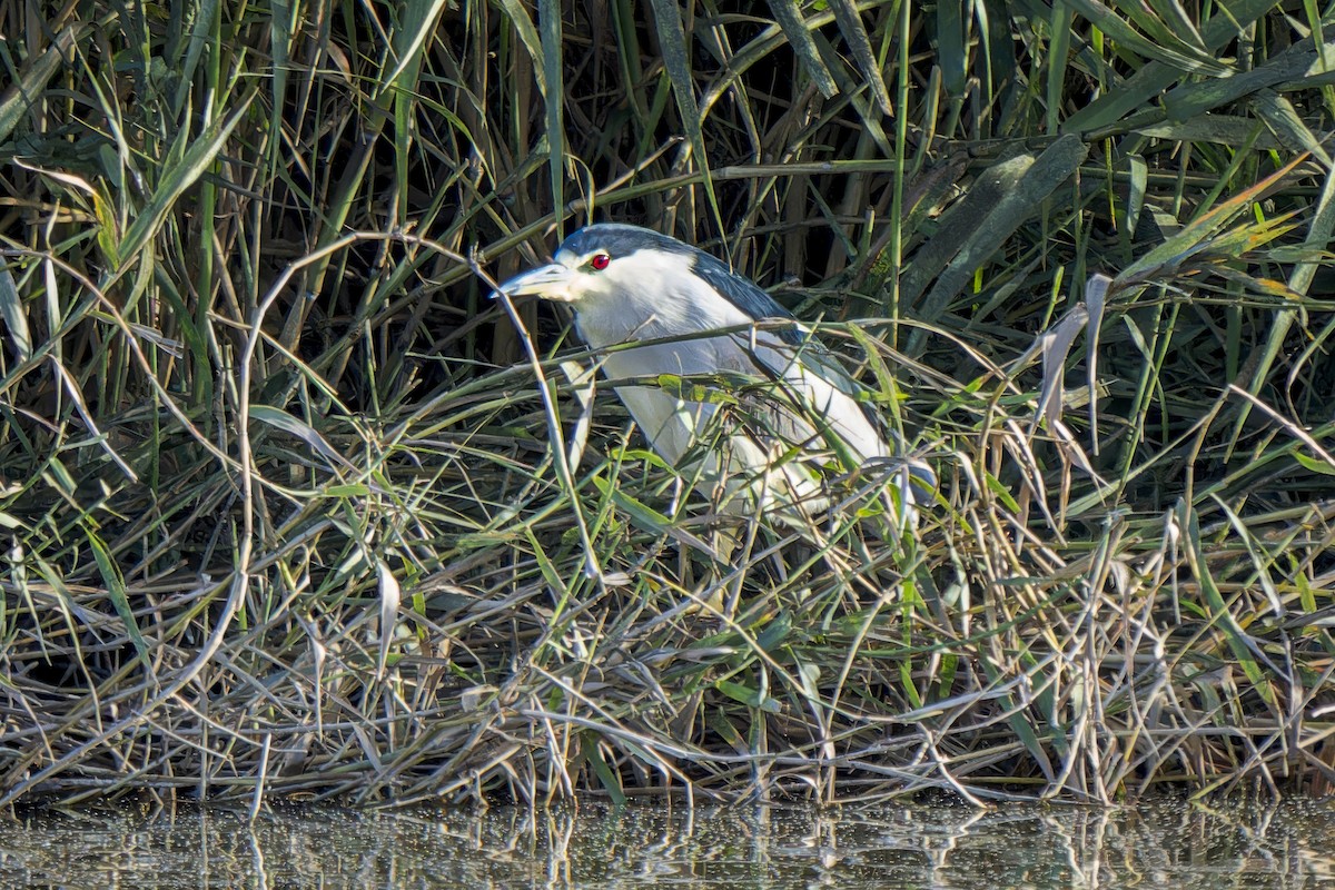 Black-crowned Night Heron - ML614264304