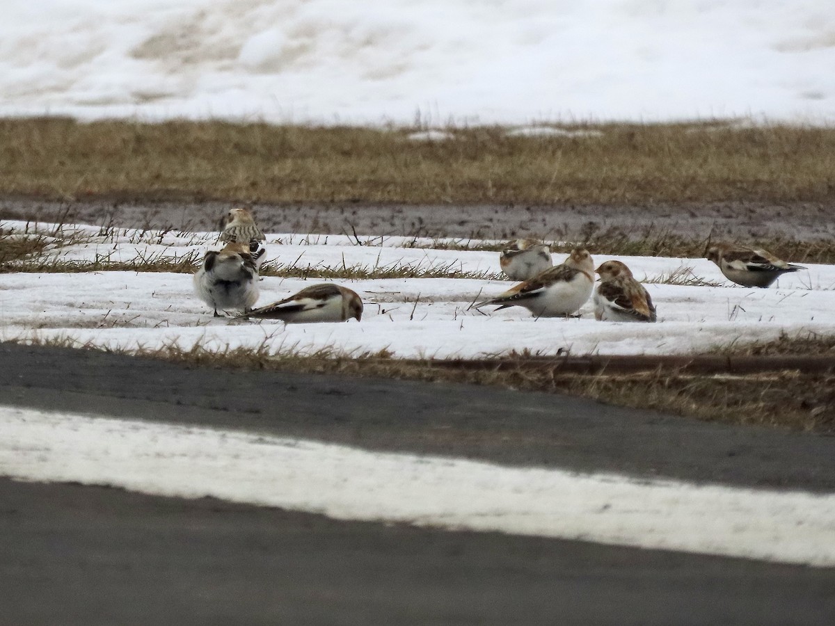 Snow Bunting - ML614264309