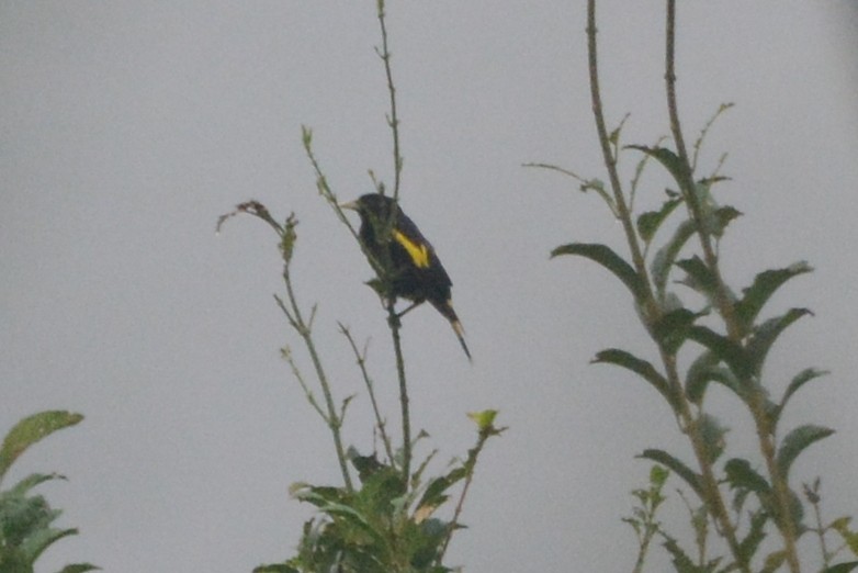 Yellow-rumped Cacique (Amazonian) - ML614264314