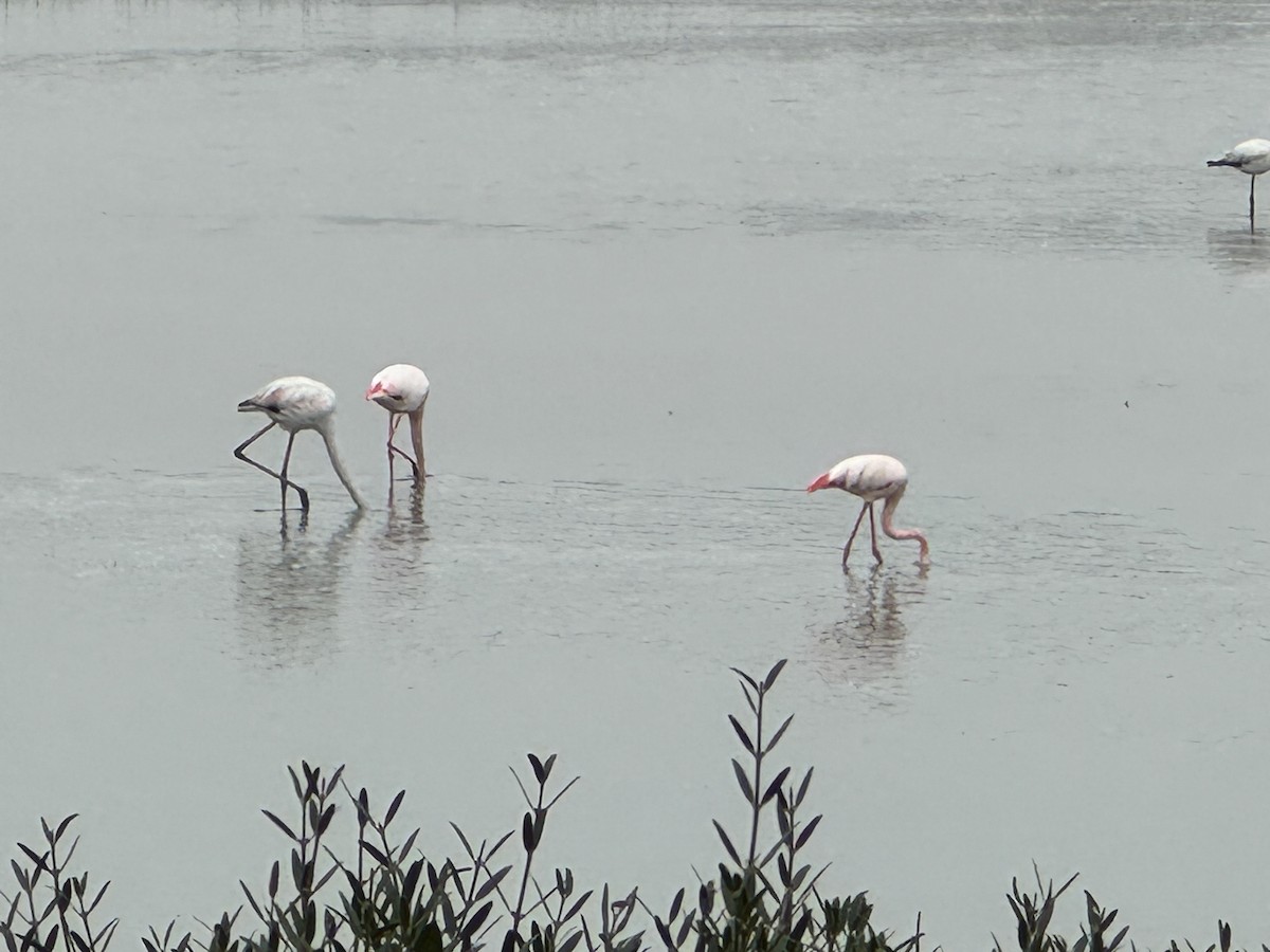 Greater Flamingo - ML614264361