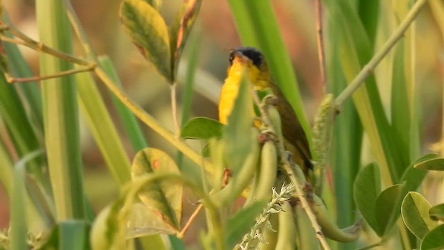 Mascarita Equinoccial (auricularis/peruviana) - ML614264393