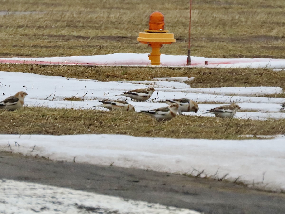 Snow Bunting - ML614264404