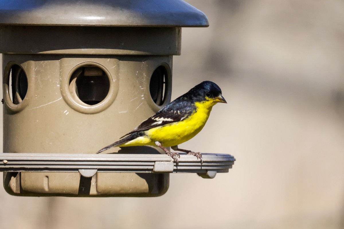 Lesser Goldfinch - ML614264416