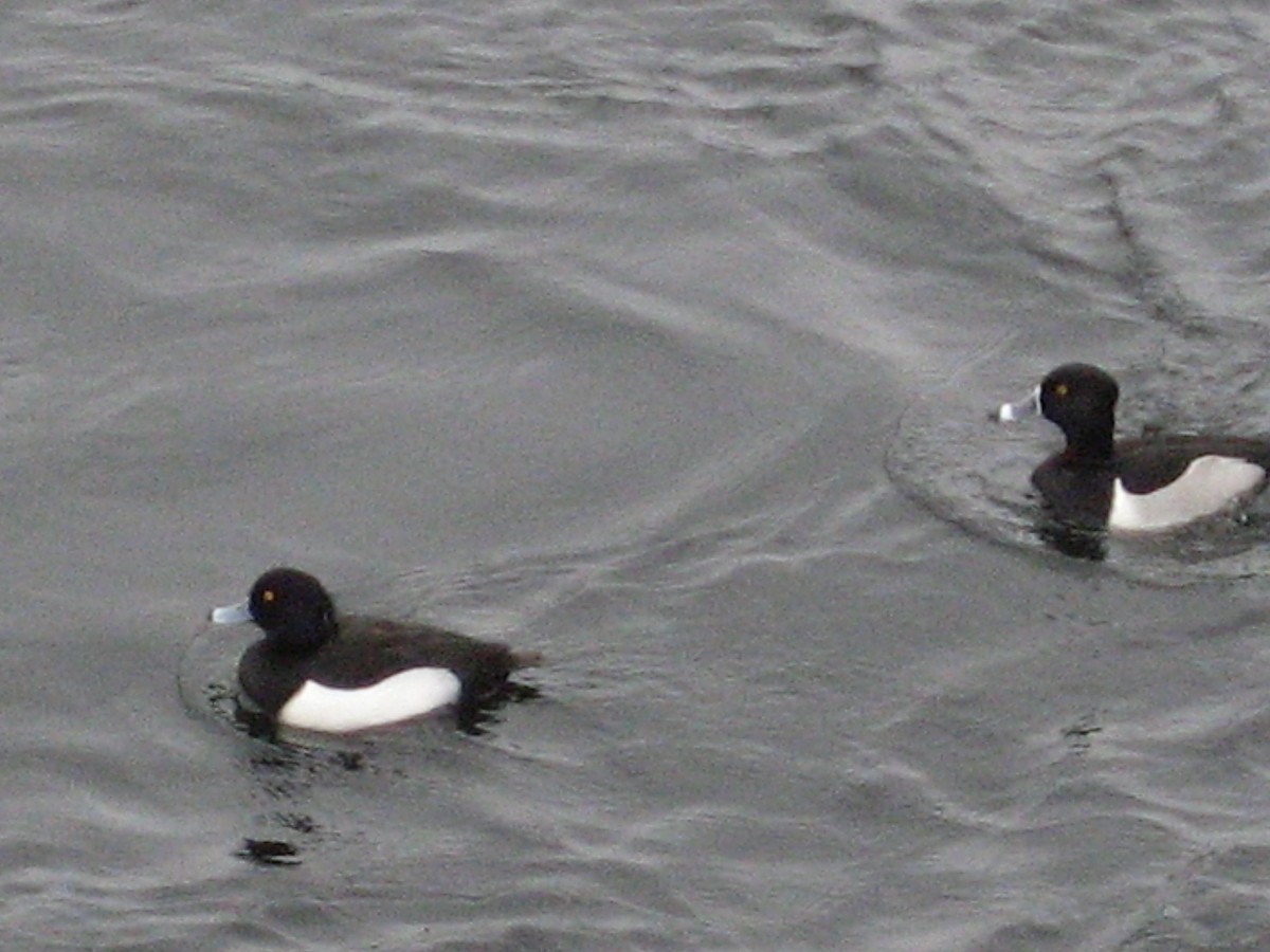 Tufted Duck - ML614264459