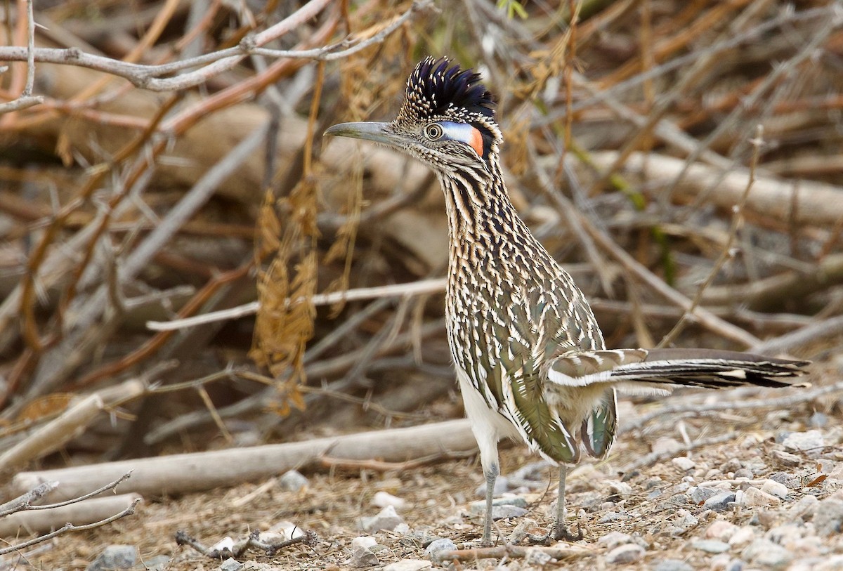 Greater Roadrunner - ML614264477