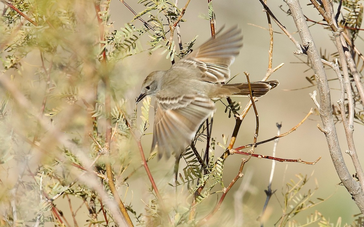 Ash-throated Flycatcher - ML614264494