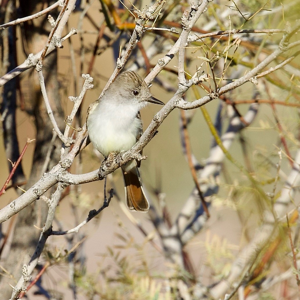 Ash-throated Flycatcher - ML614264495