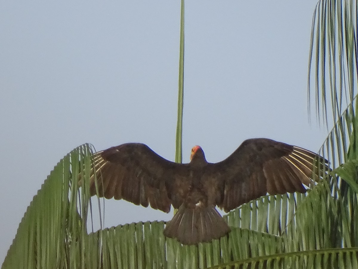 Lesser Yellow-headed Vulture - Claramarcela Rubiano Velasco