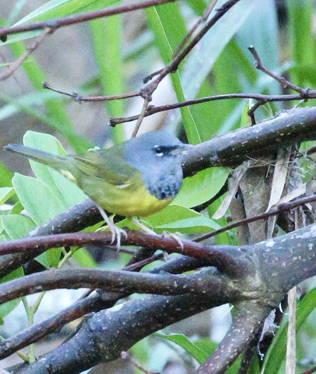 Dickichtwaldsänger - ML614264606