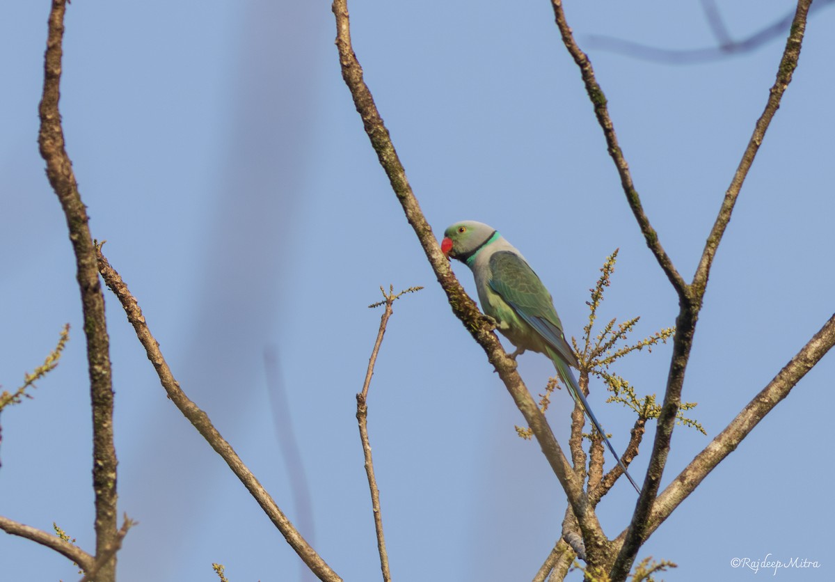 Malabar Parakeet - Rajdeep Mitra