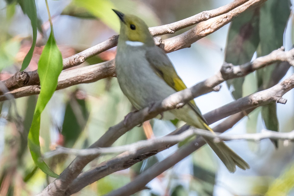 White-plumed Honeyeater - ML614264755