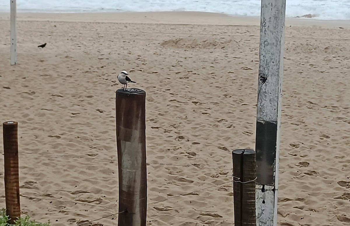 Masked Water-Tyrant - Antonio Rodriguez-Sinovas