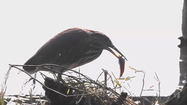 Indian Pond-Heron - ML614264847