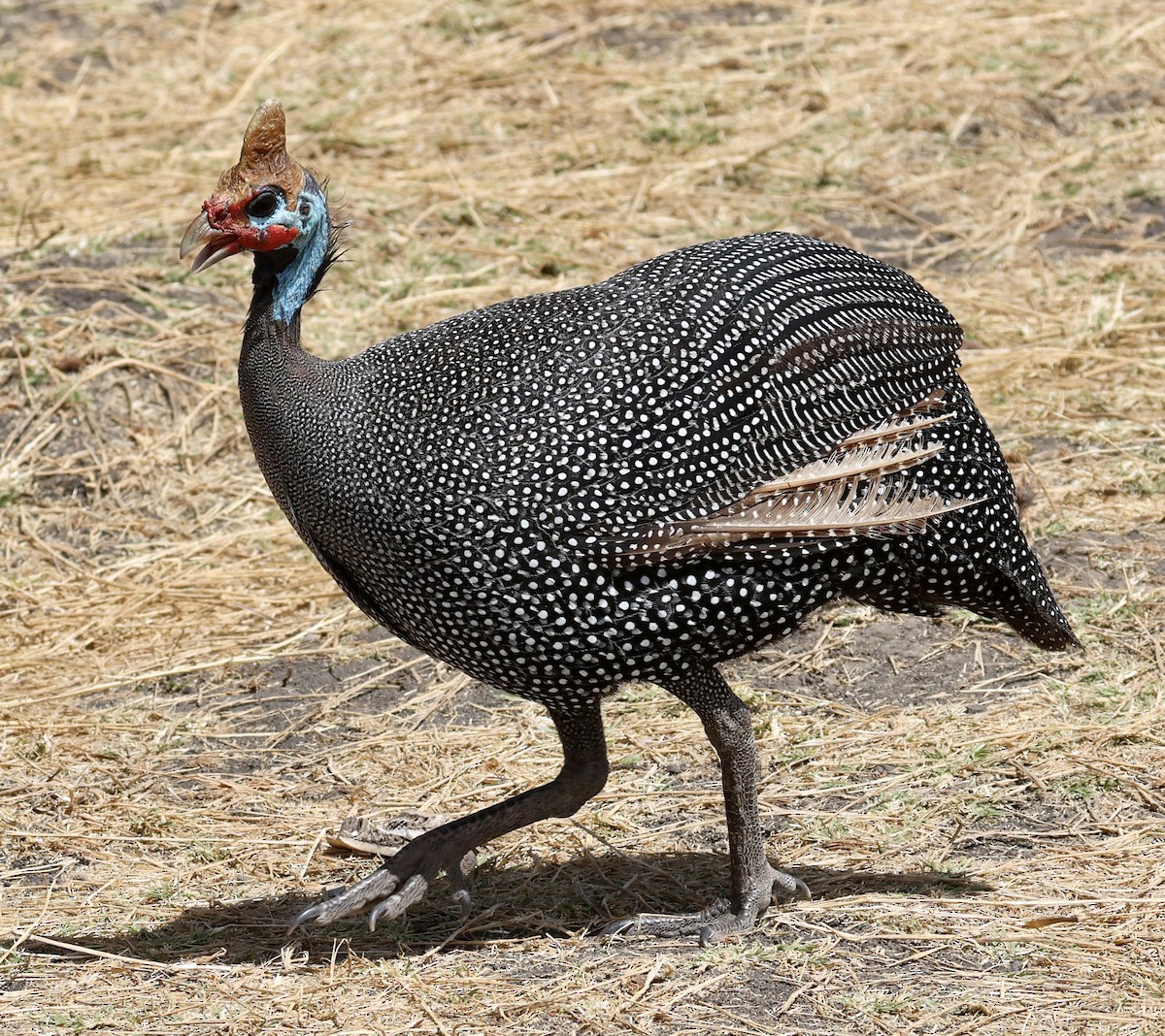 Helmperlhuhn - ML614264871