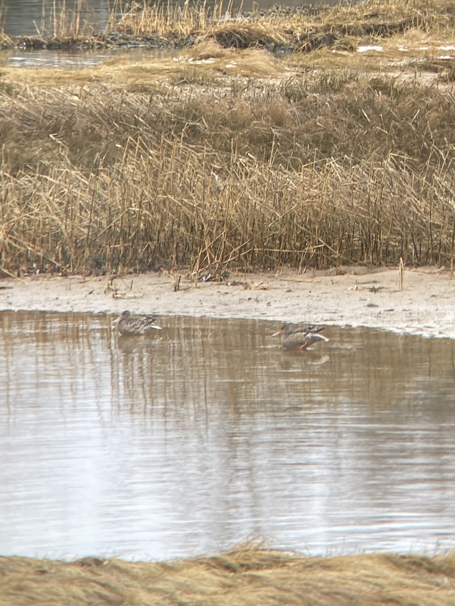 Northern Shoveler - ML614264883