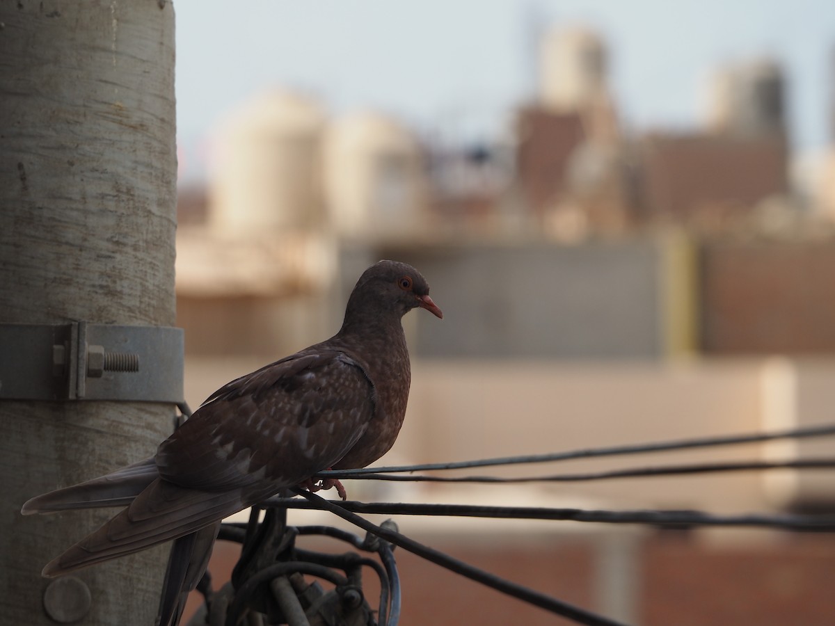 Rock Pigeon (Feral Pigeon) - Ariel Florentino