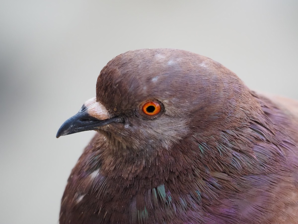 Rock Pigeon (Feral Pigeon) - ML614264897