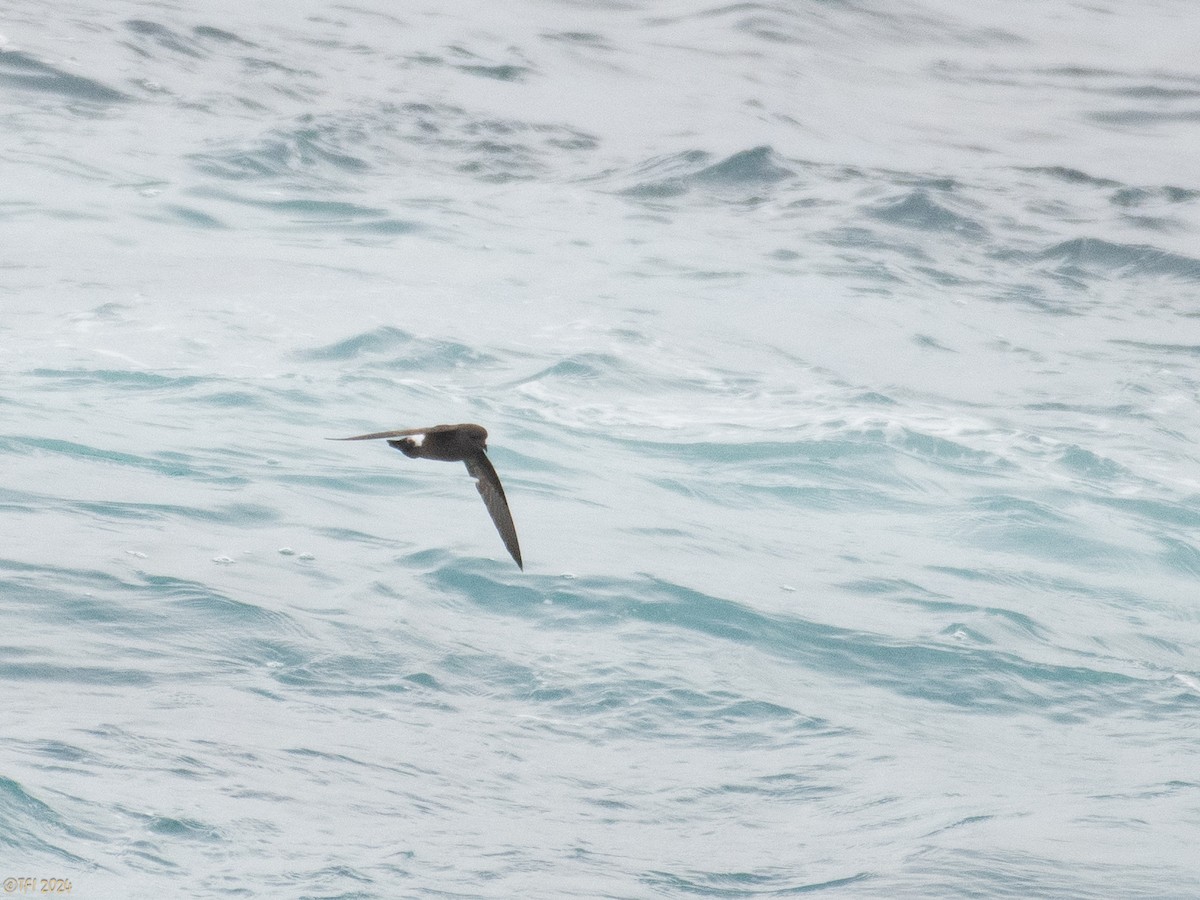 Wilson's Storm-Petrel (Fuegian) - ML614264949